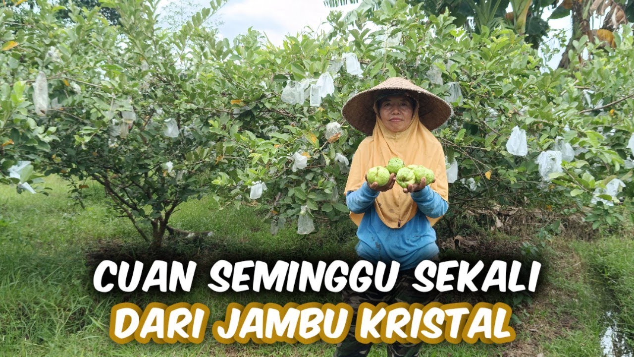 Budidaya Jambu Kristal Bisa Panen Seminggu Sekali 