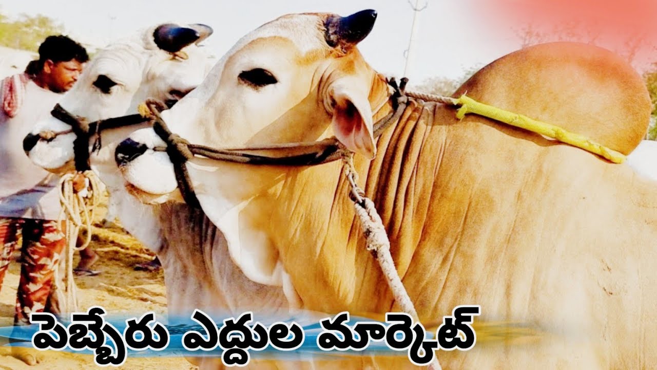 పెబ్బేరు శనివారం సంతలో సేద్యపు ఎద్దుల రేట్లు-pebbair cattles market in india-bulls prices-oxen price