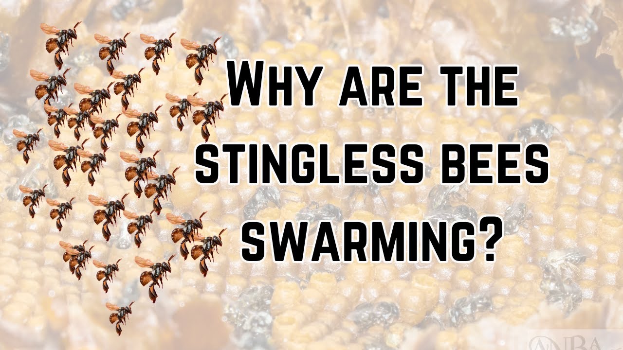 Unveiling the mystery of stingless bee swarms part 1 #tetragonula #australia #swarm