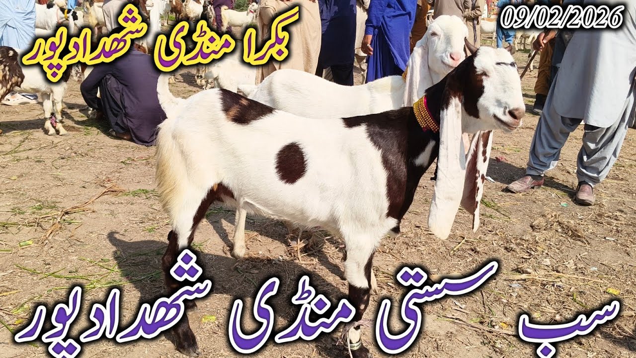 Bakra Mandi Shahdadpur | Today update | Sasti Mandi | Mix Goat | date 09/02/2026