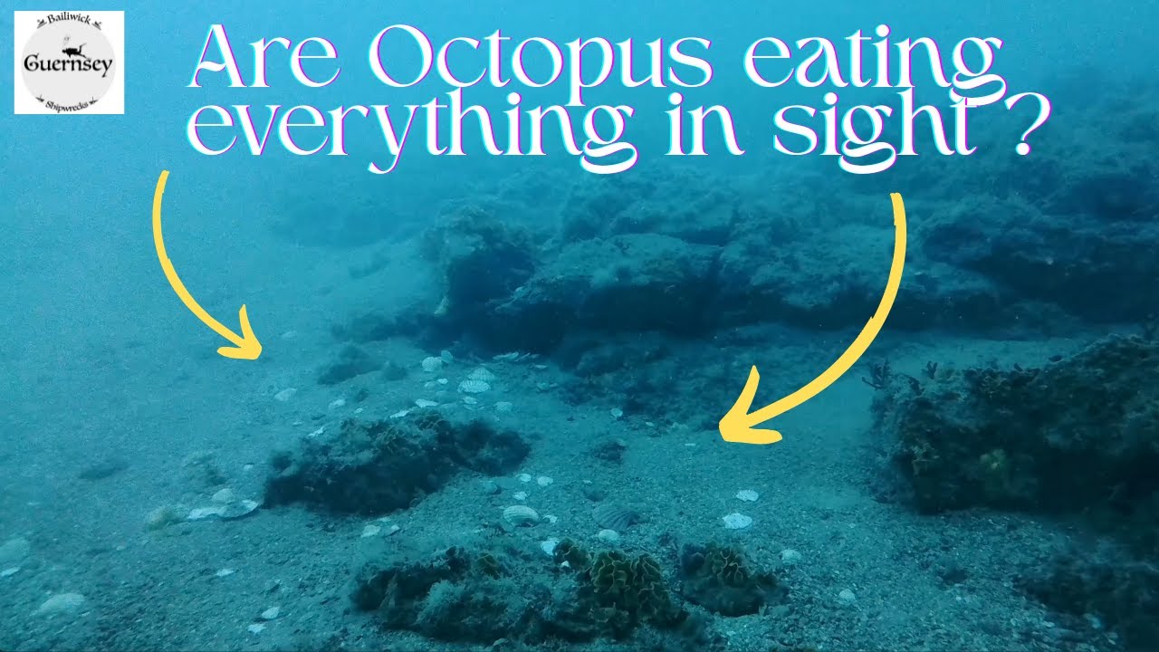 Amazing underwater visibility and Octopus everywhere we looked.