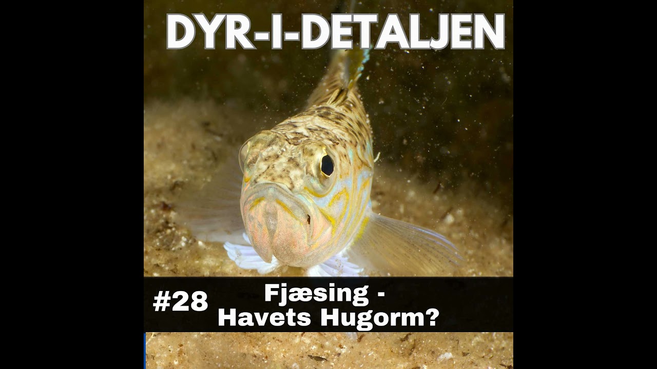 #28 Fj&aelig;sing - Havets Hugorm?
