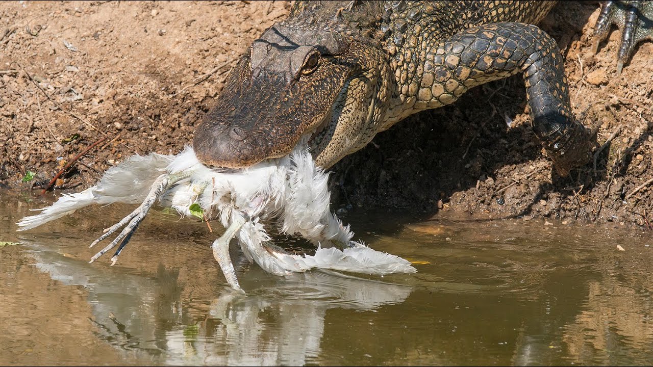 Alligator Attacks Birds