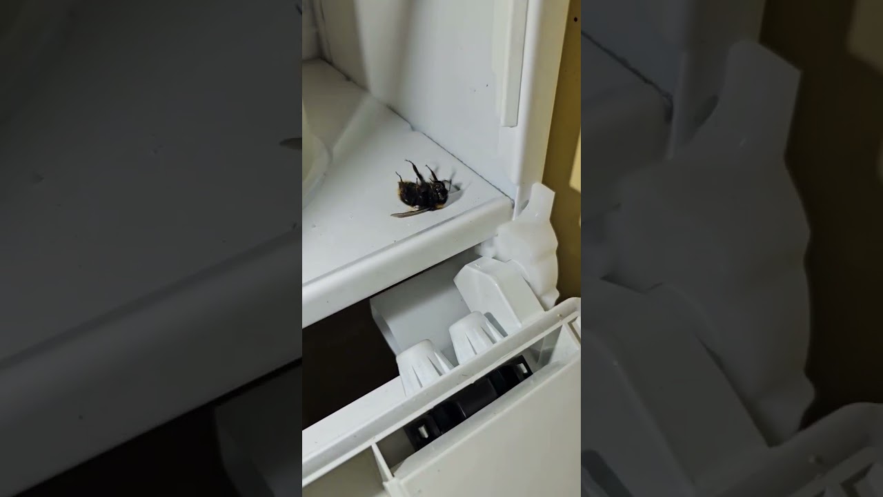 Ideal Logic boiler service - full strip clean 