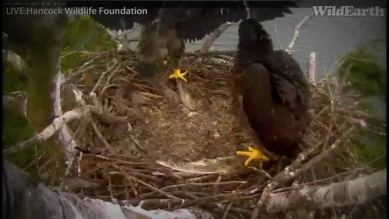 White Rock- 6.6.12 (600am) More Time With E & F...wmv
