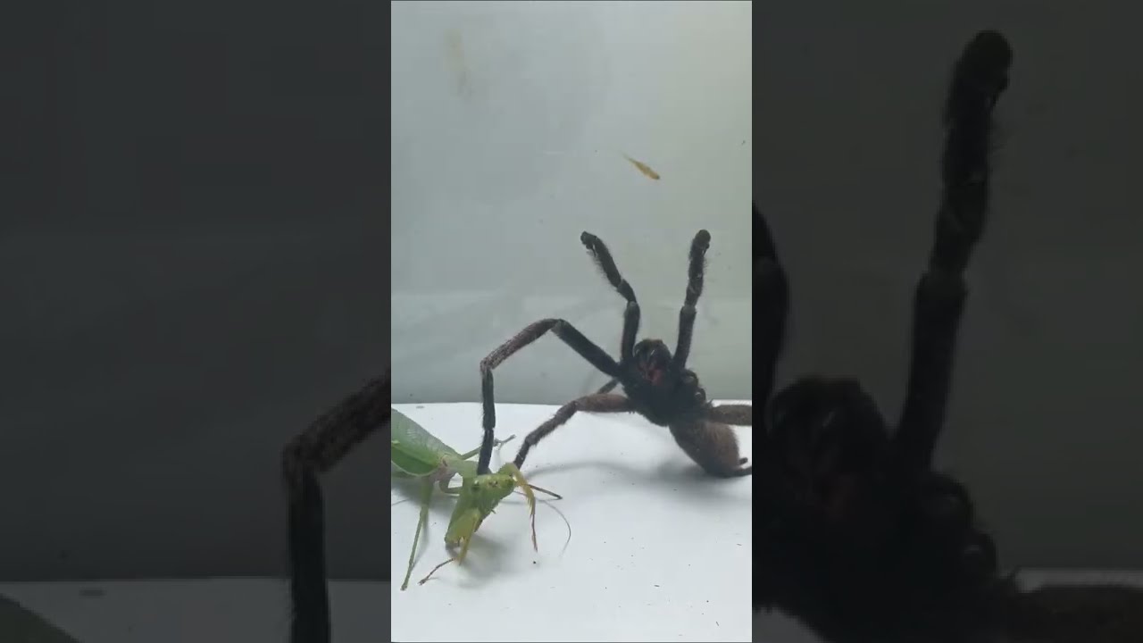 mantis vs spider