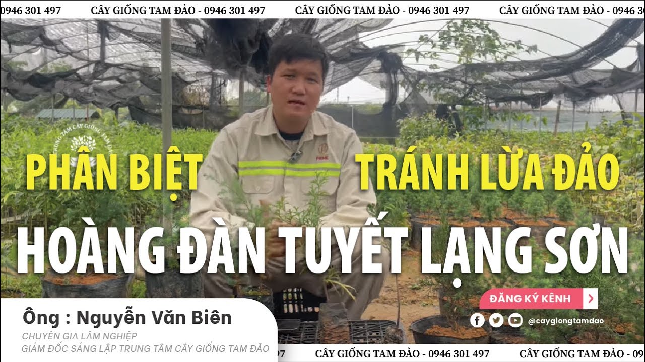 PHÂN BIỆT HOÀNG ĐÀN TUYẾT VÀ CÁC CÂY CÓ NGOẠI HÌNH GẦN GIỐNG l TRÁNH LỪA ĐẢO