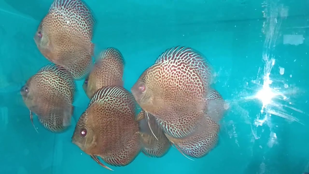 Aquarium fish||Malaysian Discus Kolkata|Erruptions|Kolkata Fish Market