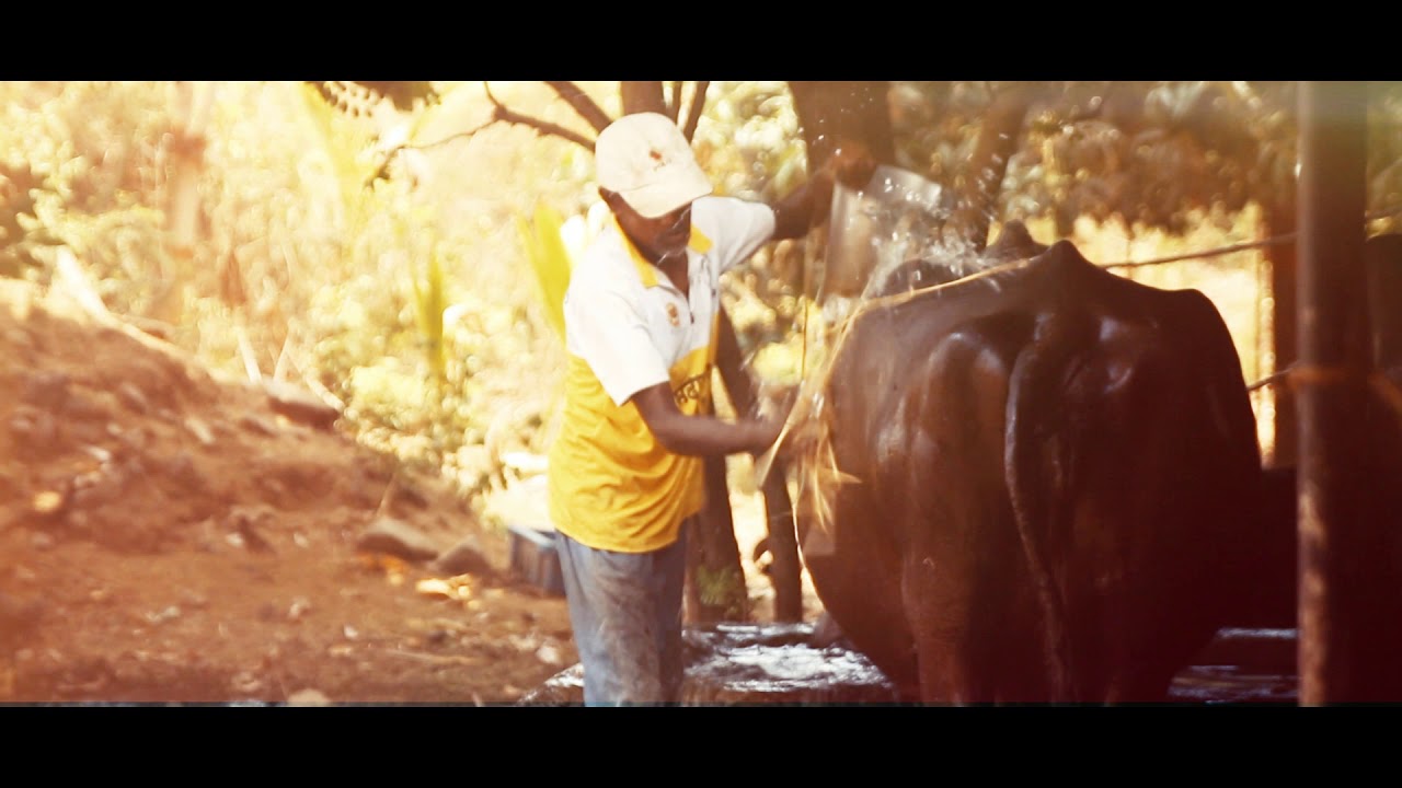 #Heatwave | How To Protect Animals From The Heatwave? | NDMA