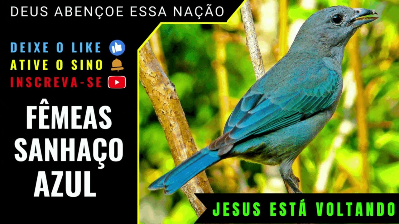 🟢 - FÊMEAS DE SANHAÇO CHAMANDO E CORRUCHIANDO