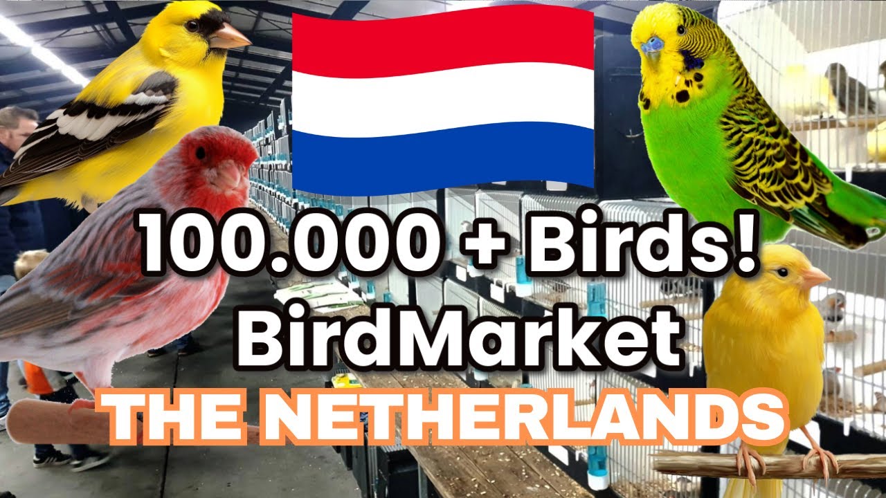 Massive Bird Market in the Netherlands | Vogelweelde Meppel 14-09-24 | Bird Showcase ASMR