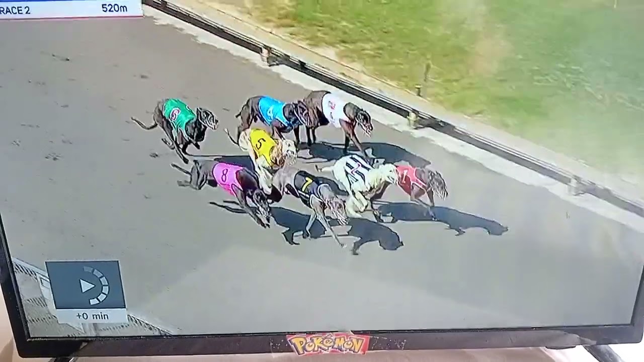 This grayhound crashed alright!