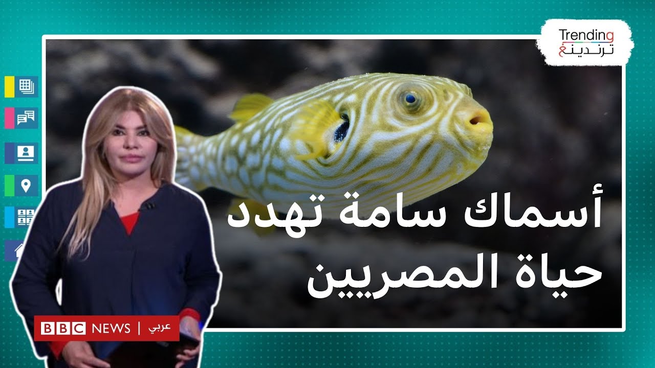 تحذيرات مصرية من خطر تناول ثمانية أنواع من الأسماك السامة.. ما الذي يجب معرفته حولها؟