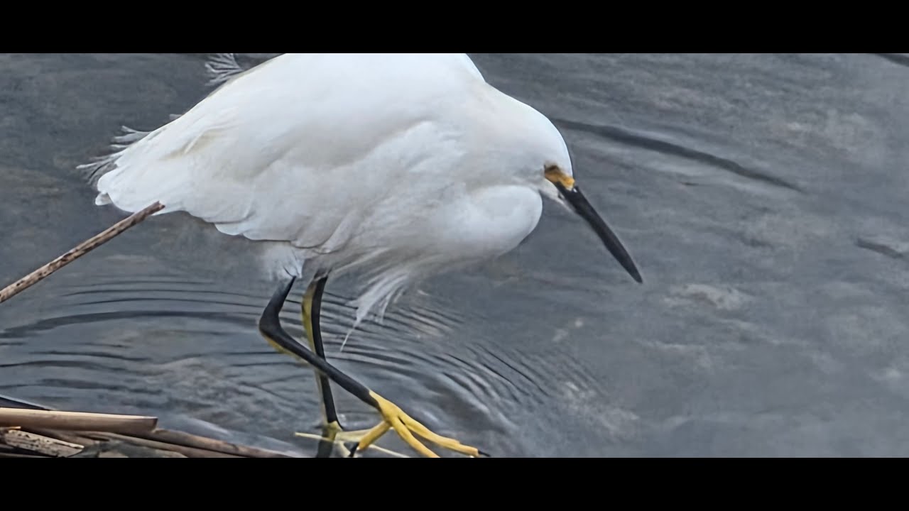 Увлекательная прогулка вокруг озера Мирамар и ресторан Michelin Menya Ultra в Сан-Диего.