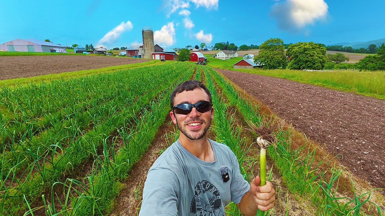 How To Grow Huge Garlic!