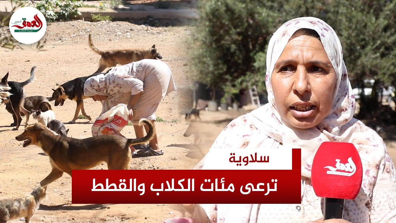 سيدة سلاوية ترعى مئات الكلاب والقطط منذ 11 سنة: 