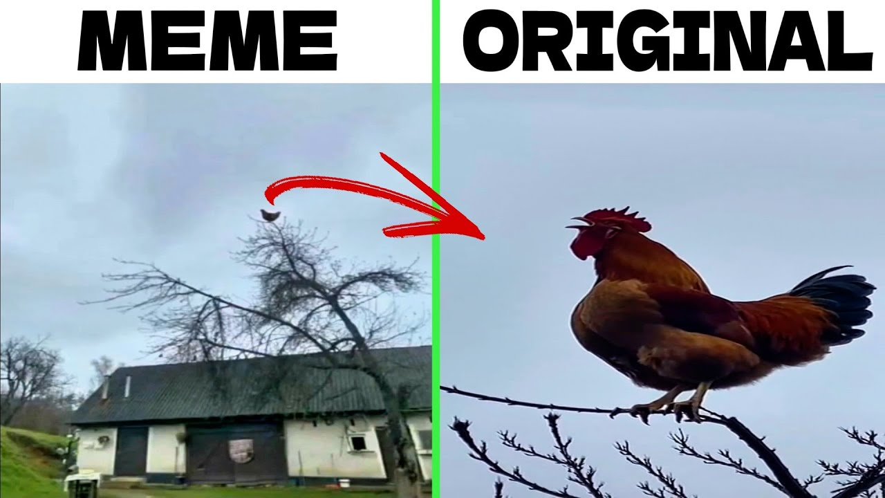 Screaming Chicken On Tree 🐓 Original vs Meme vs Sound