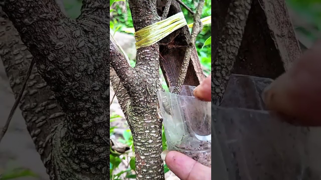 Easy way to propagate plants using air layering technique 🌿