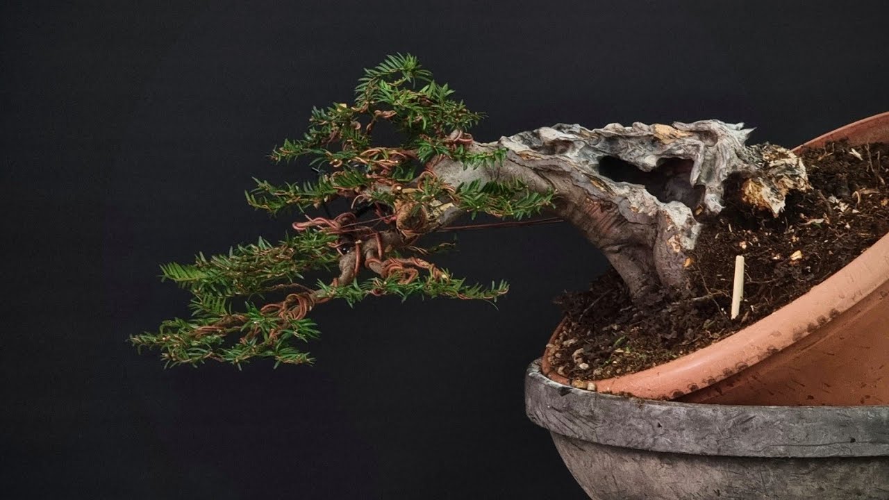 Abbiamo creato un bonsai di taxus baccata da un materiale non facile.