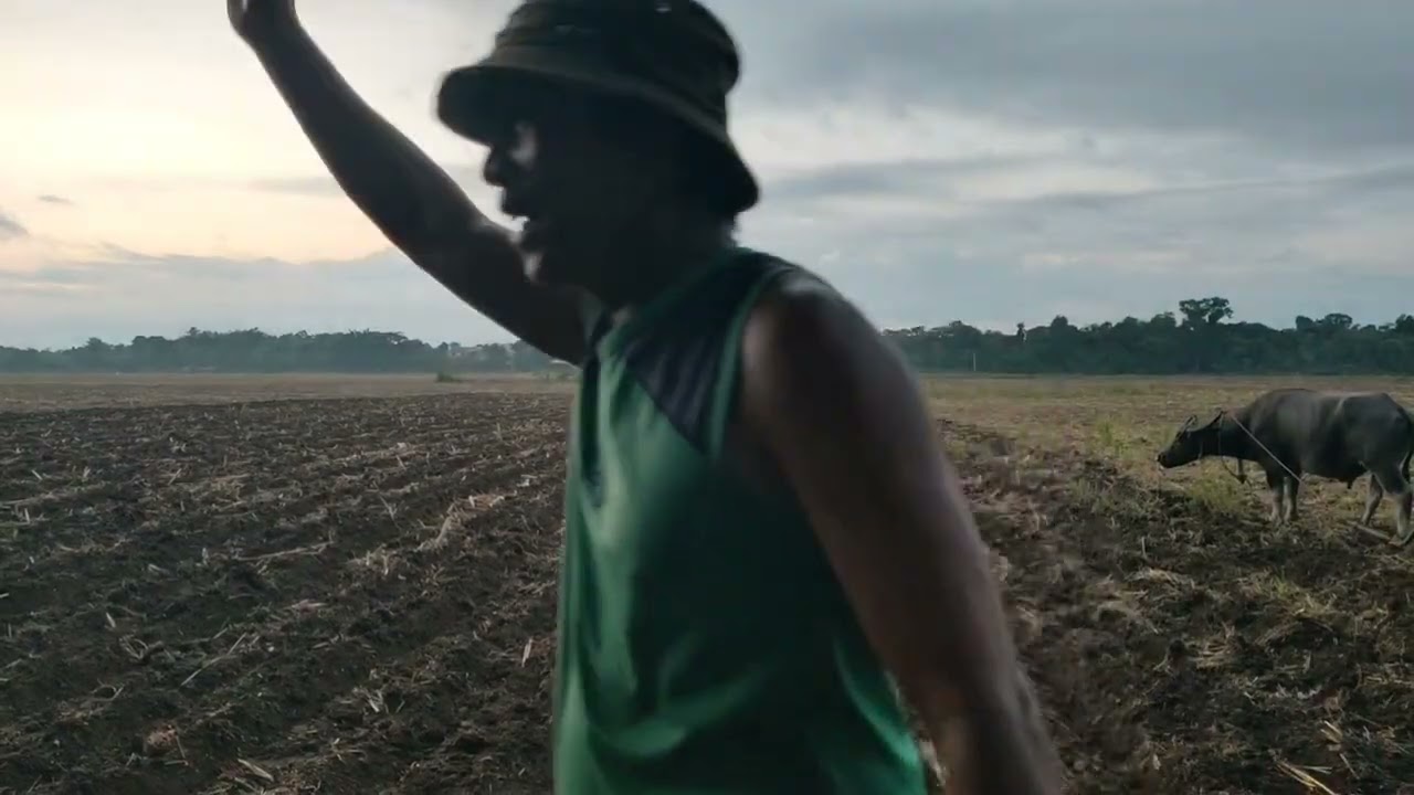 FARMERS LIFE, CORN PLANTING,  @magkunutv7685 agkunu TV. #agriculture  
