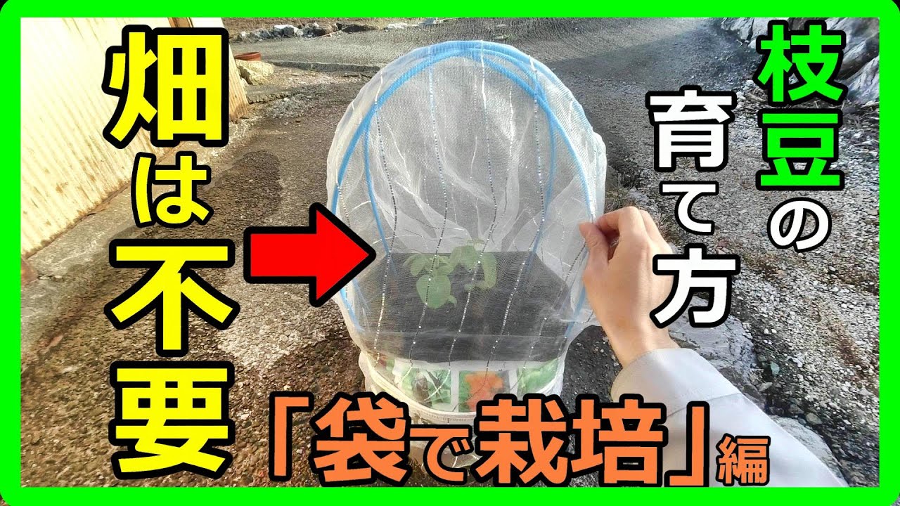 畑がなくても大丈夫！自宅で簡単にできる無農薬の枝豆栽培術を伝授！初心者でも簡単に無農薬で安全・安心に自家栽培する方法とコツ！