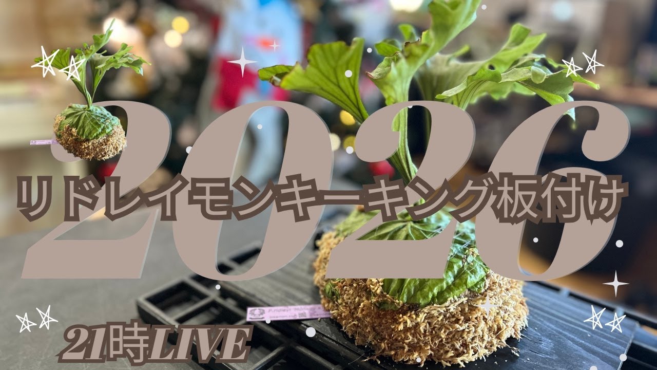 Platycerium ビカクシダ　リドレイモンキーキング板付け　2026.1.4