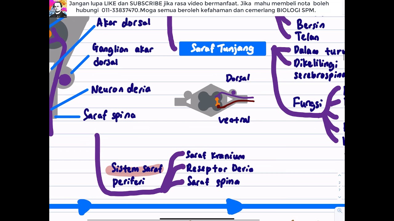 BIOLOGI SPM T4- Bab 12 Koordinasi dan Gerak Balas dalam Manusia