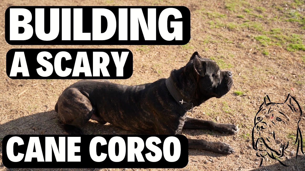 Building a SCARY Cane Corso (Confidence Booster)