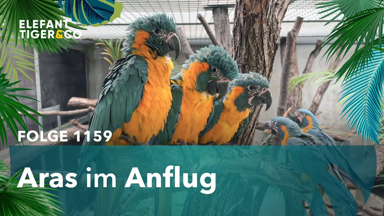 Viele neue Aras für den Zoo Leipzig (Folge 1159) | Elefant, Tiger & Co. | MDR