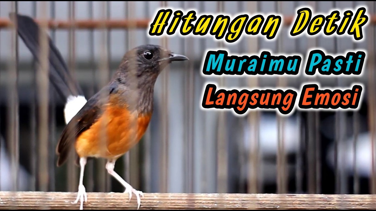 99% LANGSUNG RESPON‼️SEKALI DENGAR SEMUA MURAI JANTAN DOISITU AUTO NGAMUK GACOR NEMBAK SEKETIKA