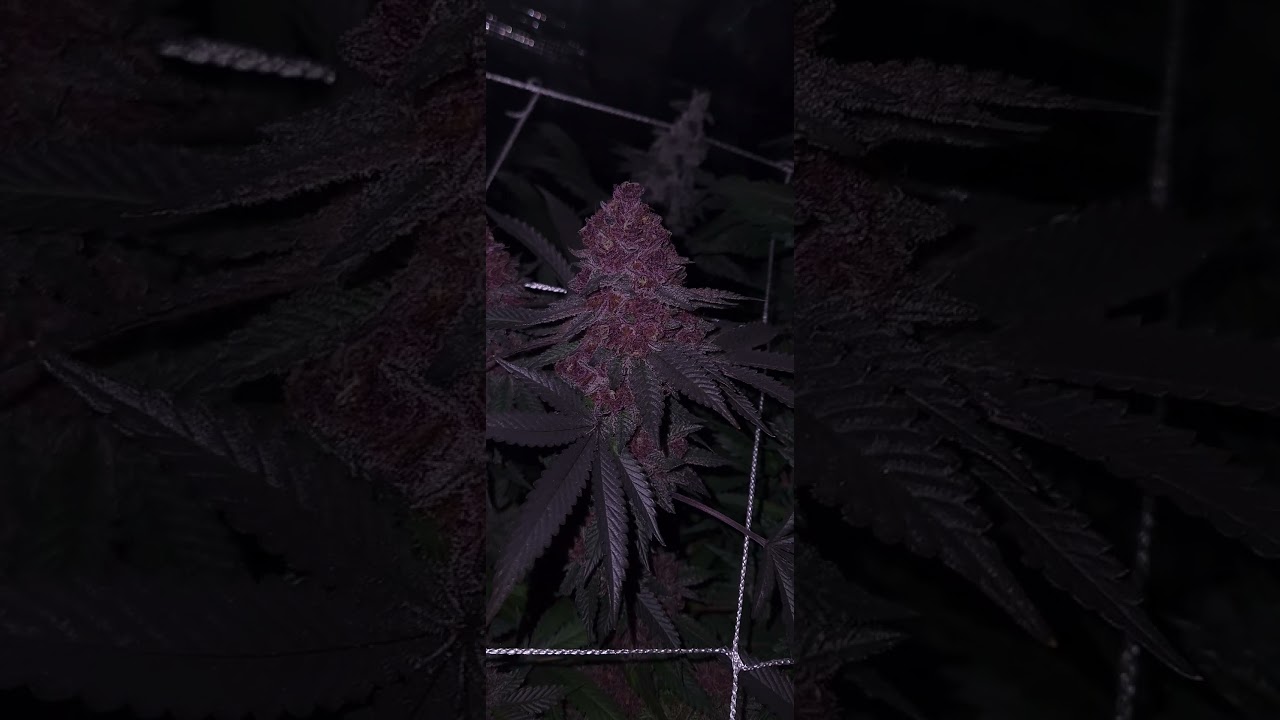She Woke Up Like This #california #cannabiseducation #marijuananews #trending #viral #viralvideo