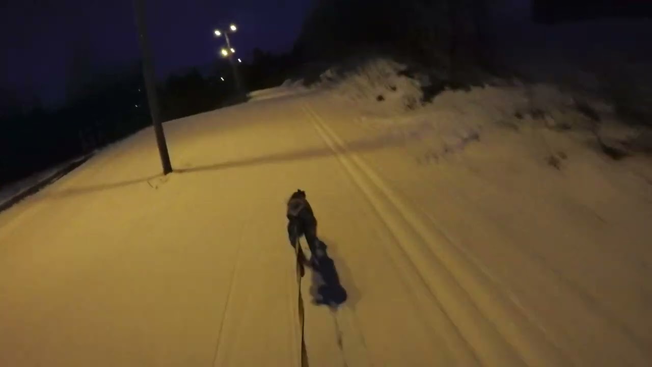 Snow Bikejoring with 11mnd Greyster
