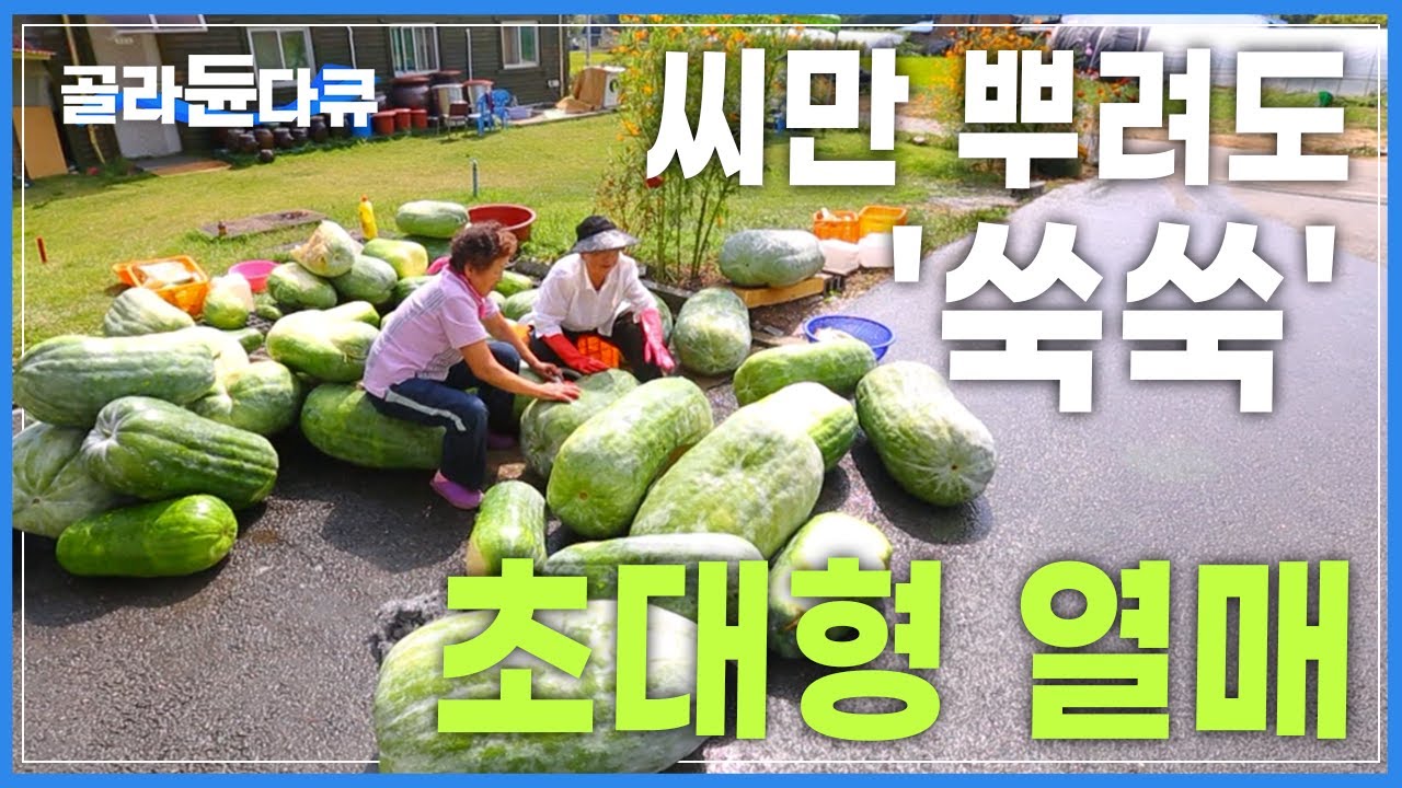 씨만 뿌려도 사람만 한 초대형 열매가 '쑥쑥'│사라진 줄 알았던 우리나라 전통 식재료│한국기행│#골라듄다큐