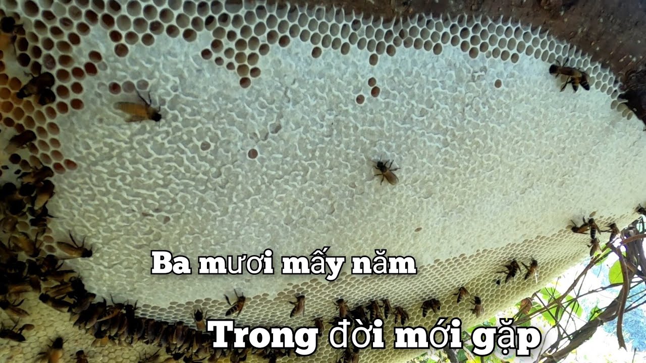 Lều Mình Lội Qua Sông Hoảng Hồn Gặp Phải Tổ Ong Bầu Mật Khổng Lồ