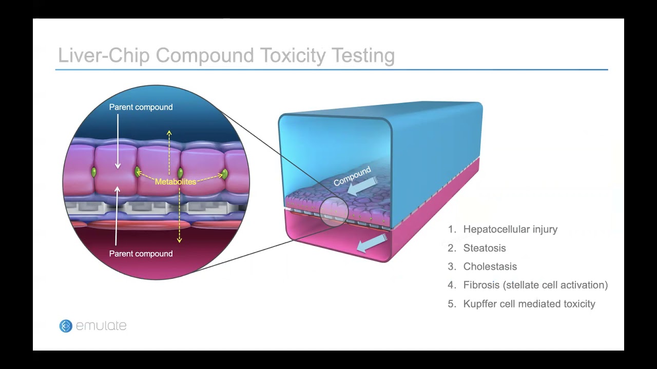 5 Species Liver Chip to assess cross species drug toxicity and human relevance