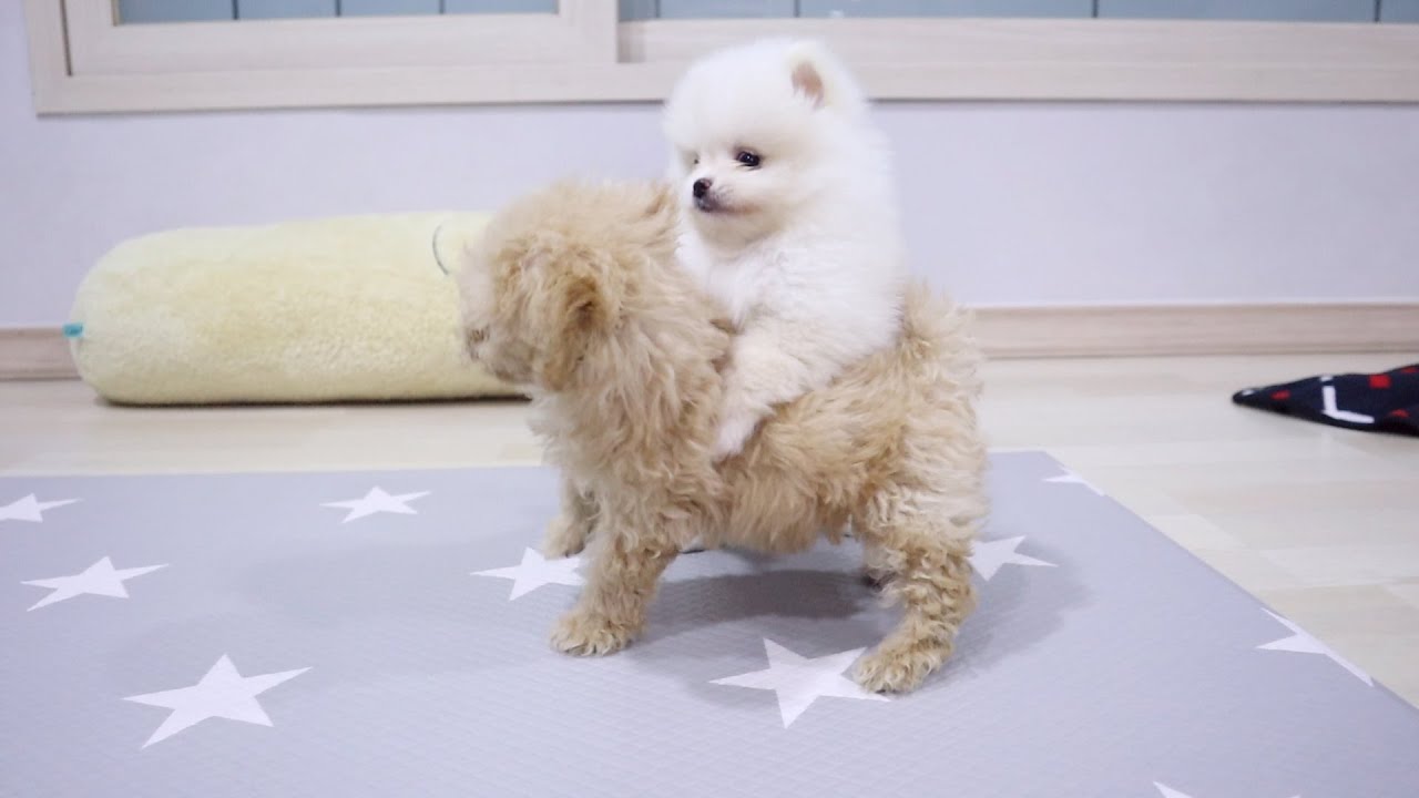 새끼포메 vs 새끼푸들 세기의 대결!