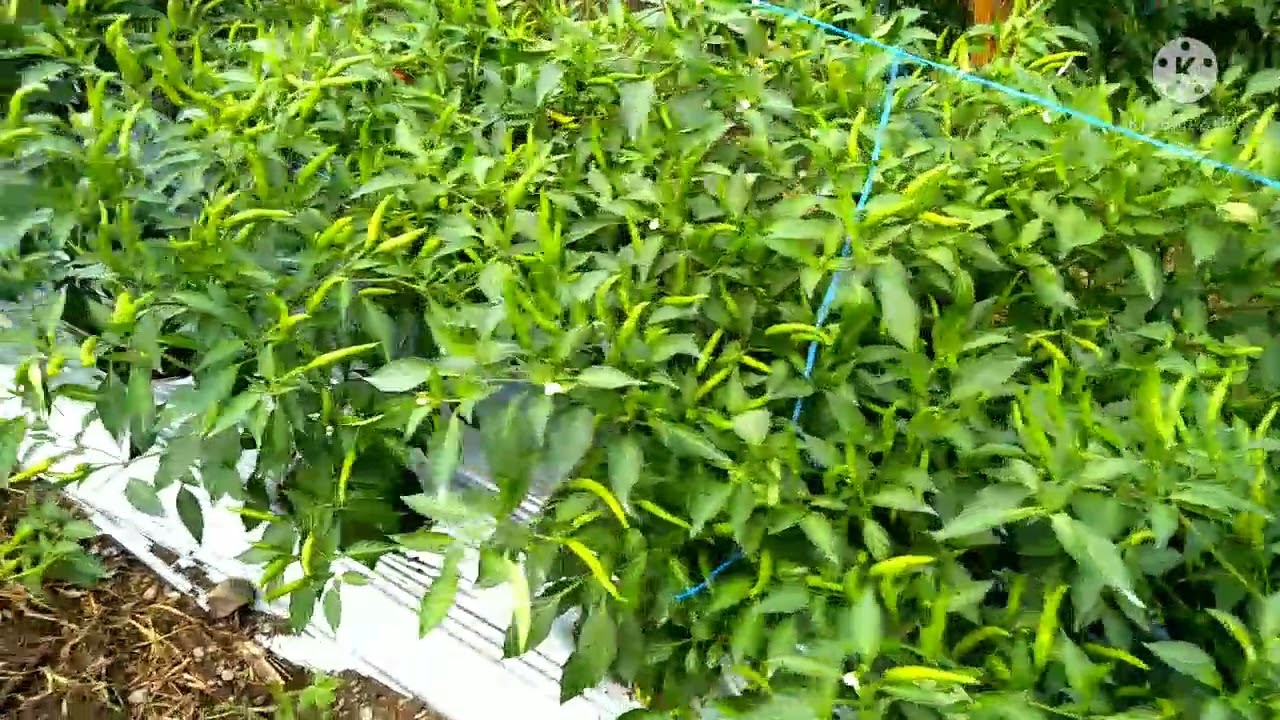 81 days siling labuyo / Nag spray kami / Siling Labuyo Sarangani Farmers