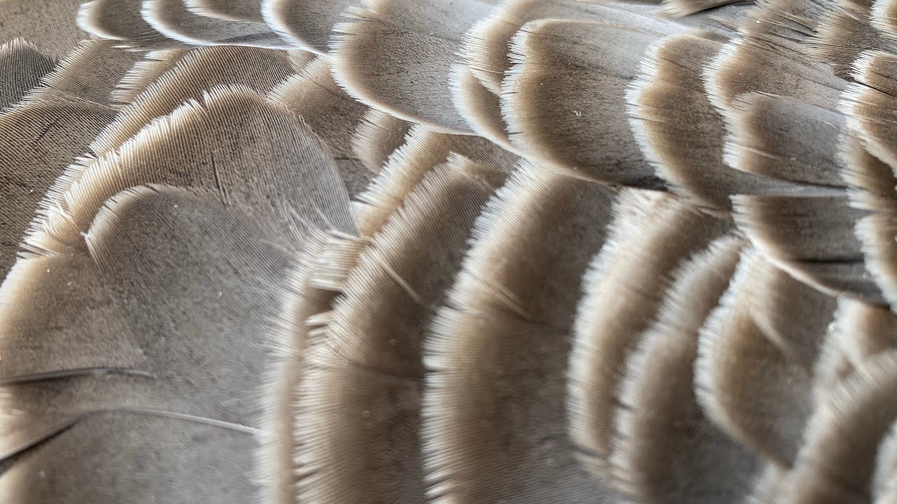 Wild Goose Chase 2 — Поймай и приготовь — Утиная охота