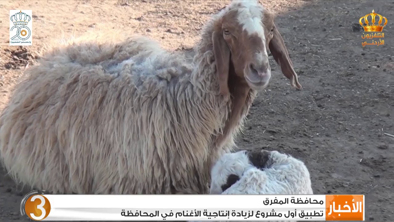 محافظة المفرق - تطبيق أول مشروع لزيادة إنتاجية الأغنام في المحافظة