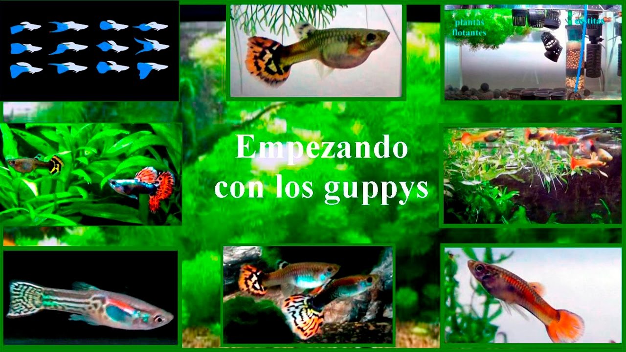 Acuario. Empezando con los guppys