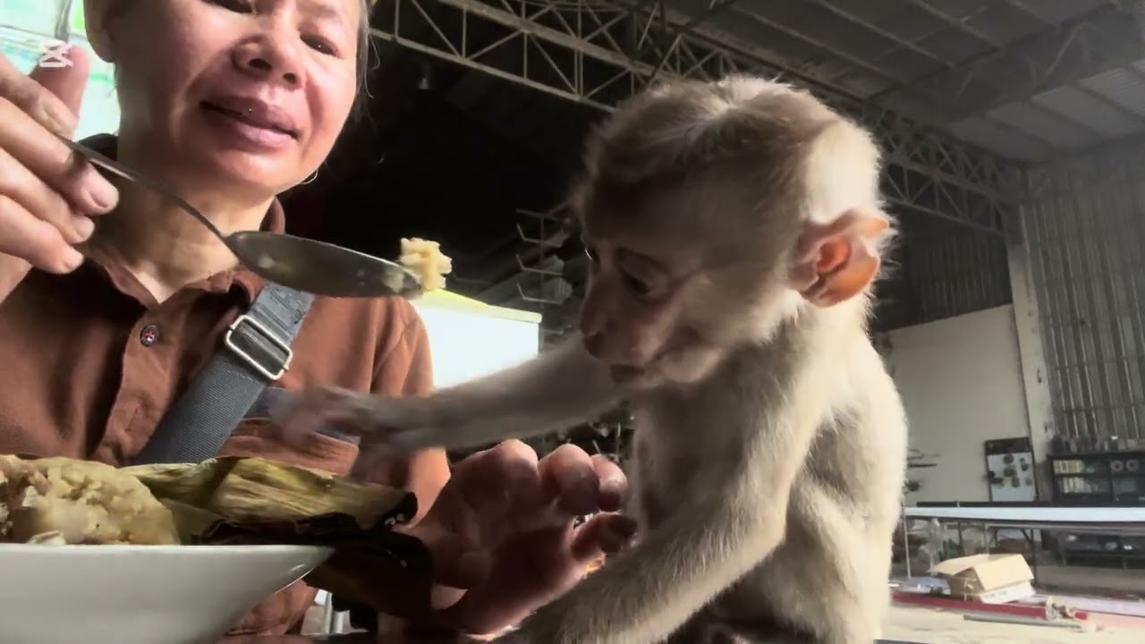 Mary like to eat Khmer snack #monkey #animals #asmr