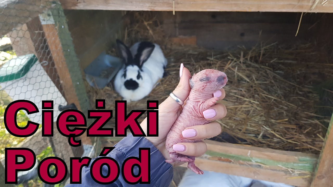 Ciężki poród królicy 🐇🙉