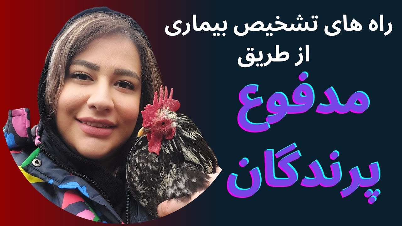 راه های تشخیص بیماری از طریق مدفوع پرندگان | انواع مدفوع مرغ و خروس و راه های جلوگیری از بیماری