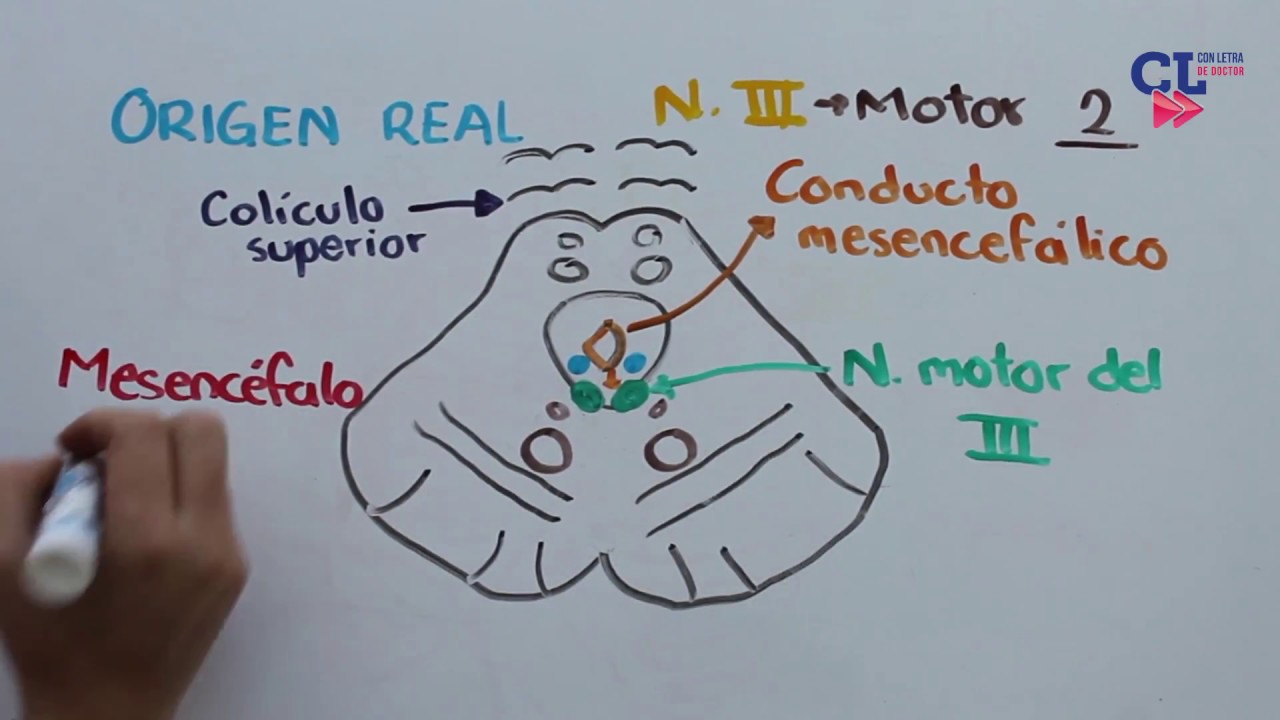 III PAR CRANEAL. NERVIO OCULOMOTOR
