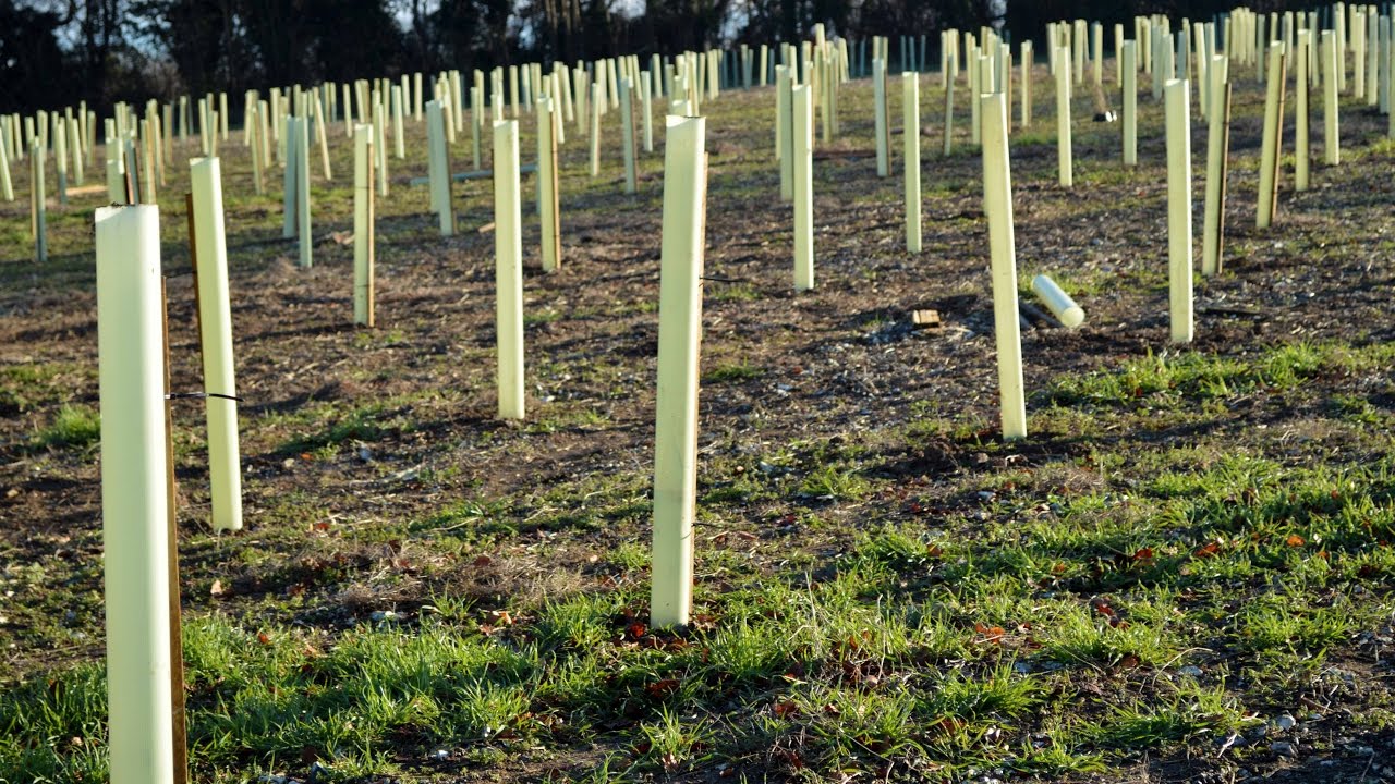 Woodland Trust Tree Planting