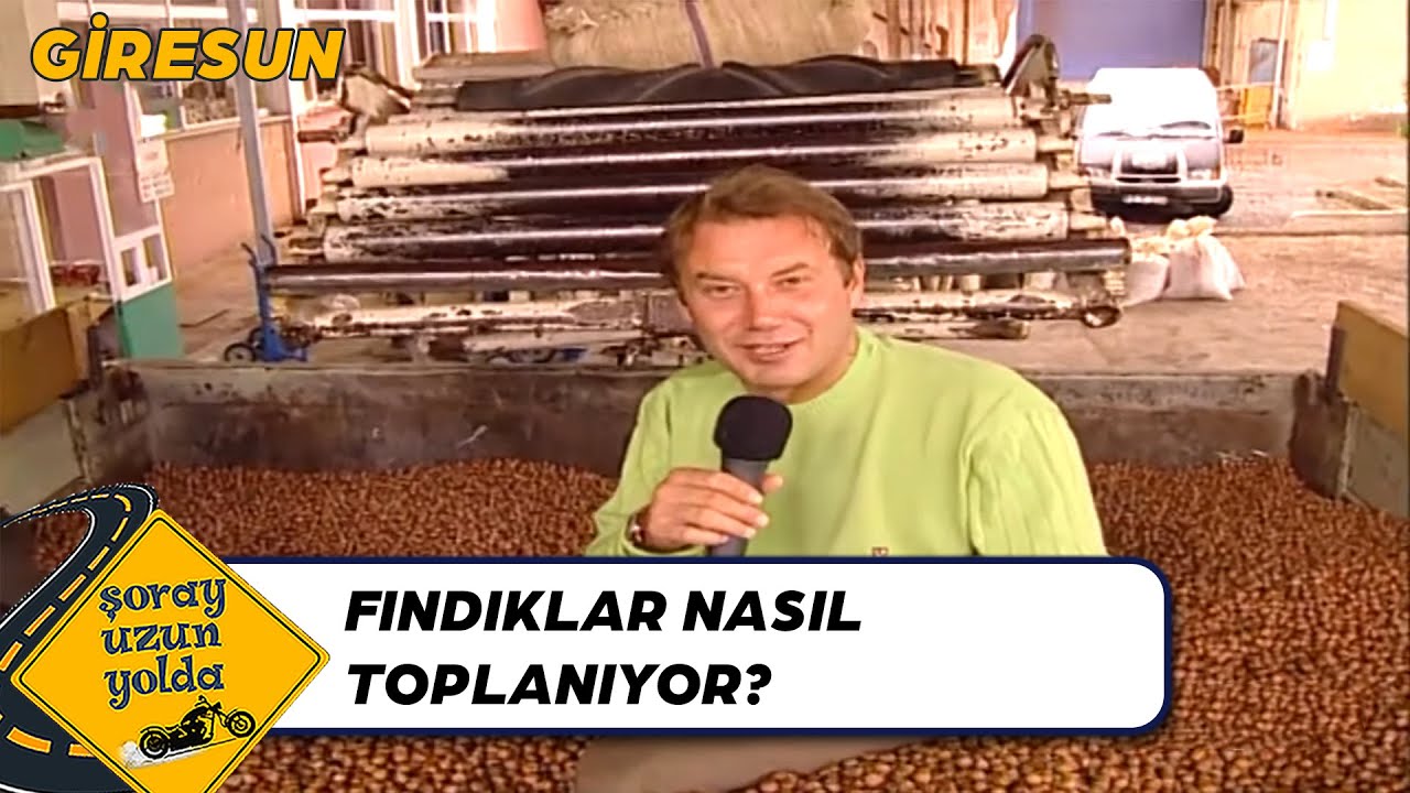 Meşhur Giresun Fındığı - Giresun | Şoray Uzun Yolda