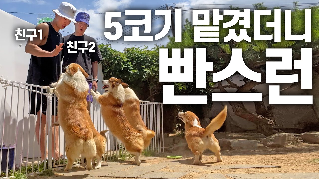 수술 후 병원 브이로그+혈변보는 웰시코기들 도와주러 온 친구들ㅋㅋㅋ