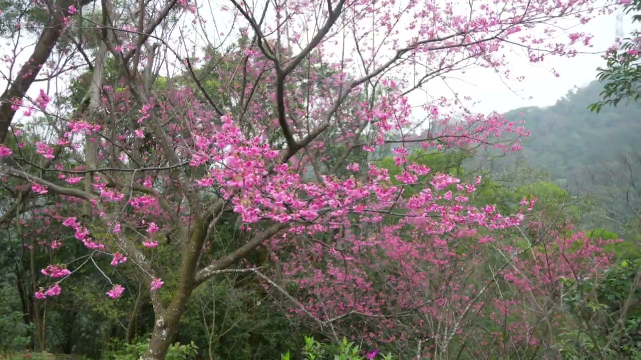 2026花見櫻花季-土城太極嶺