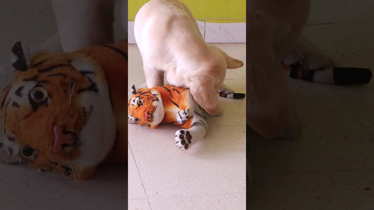 labrador dog 🐕 playing with his toy 