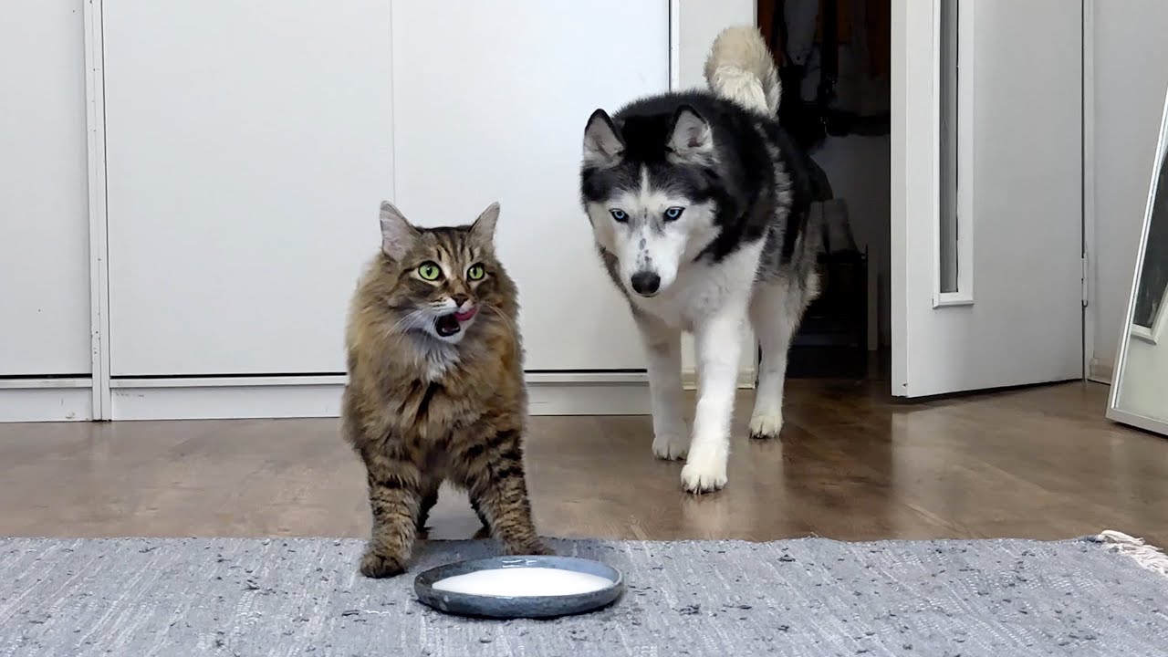 Собаки против кошек в соревновании по поеданию еды! Забавные хаски и кот
